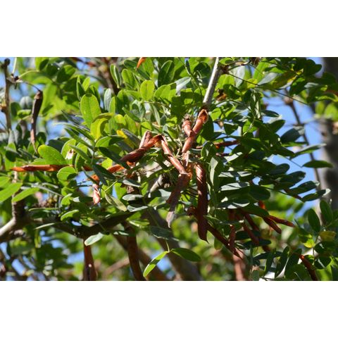 Caragana arborescens