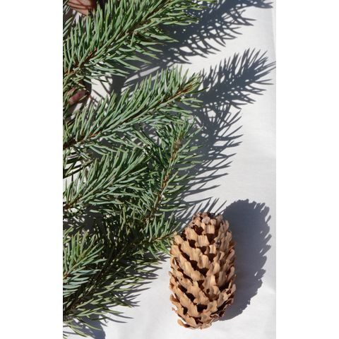 Picea pungens