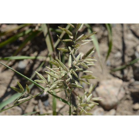 Eragrostis cilianensis