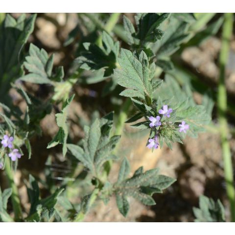 Verbena bracteata