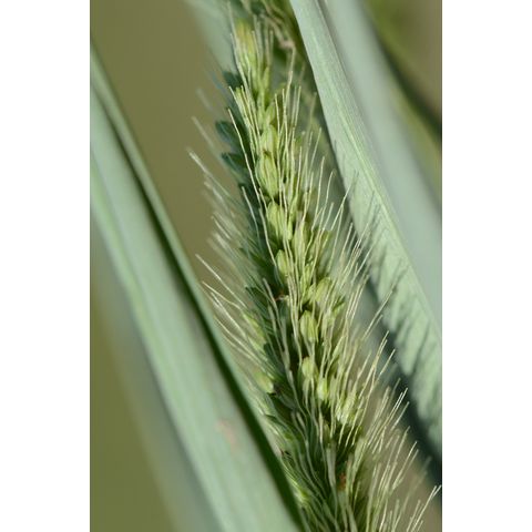 Setaria viridis