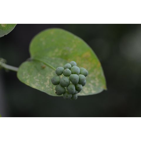 Smilax herbacea