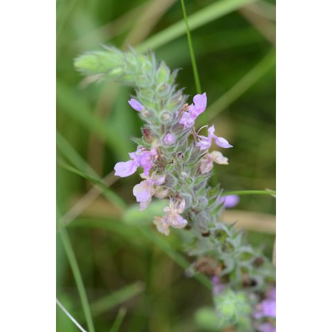 Teucrium canadense