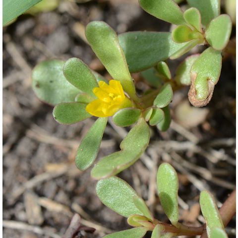 Portulaca oleracea