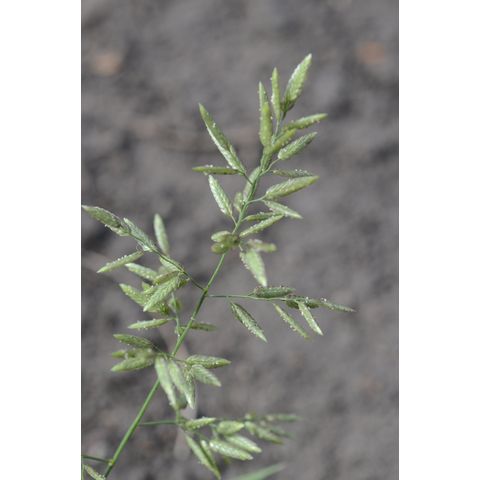 Eragrostis cilianensis