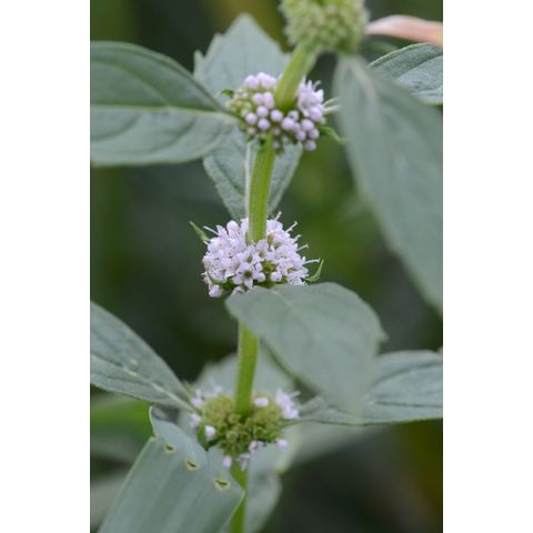 Mentha arvensis