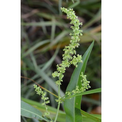 Rumex altissimus