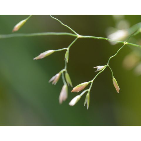 Poa palustris