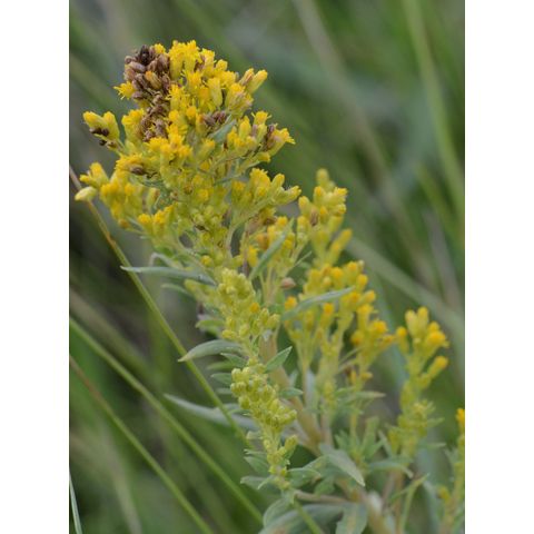Solidago canadensis