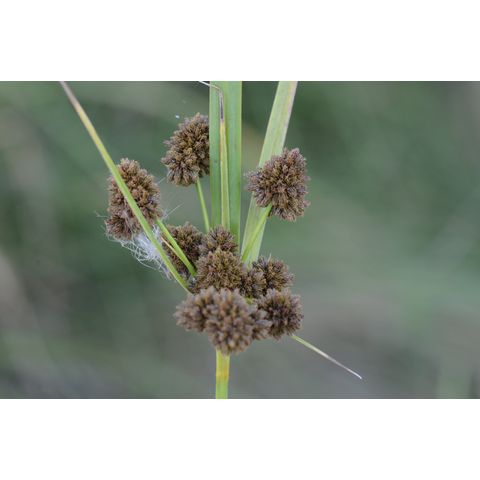 Scirpus pallidus