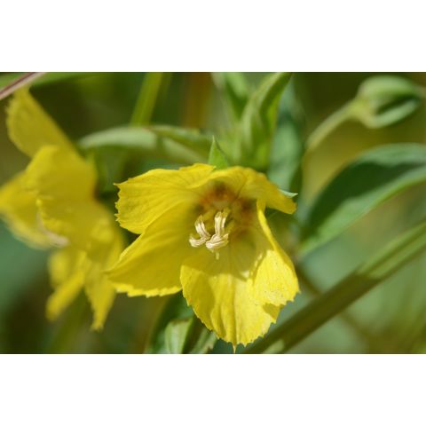 Lysimachia ciliata