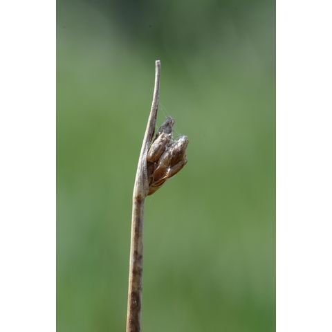 Schoenoplectus acutus