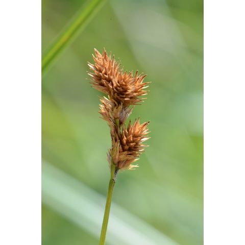 Carex brevior