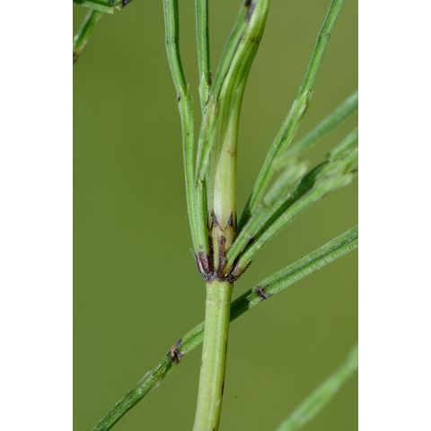 Equisetum pratense