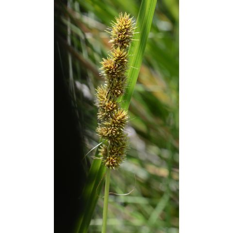 Carex sartwellii