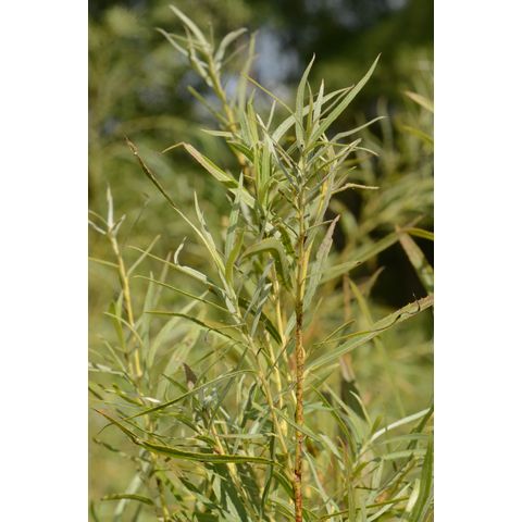 Salix exigua