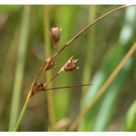 Juncus dudleyi