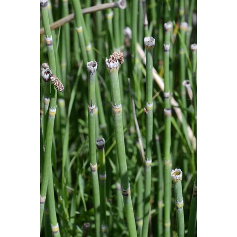 Equisetum x_ferrissii