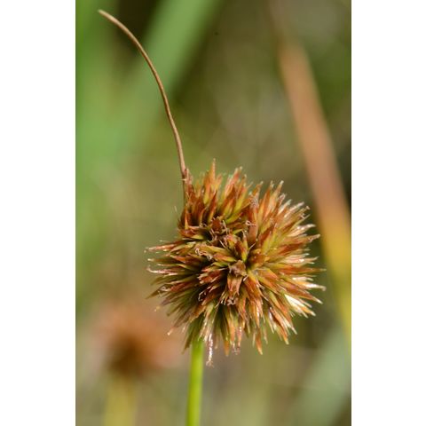 Juncus torreyi