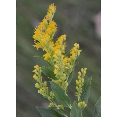 Solidago canadensis