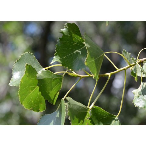 Populus deltoides