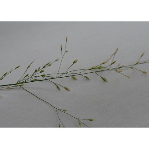 Poa palustris