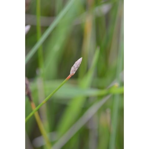 Eleocharis macrostachya