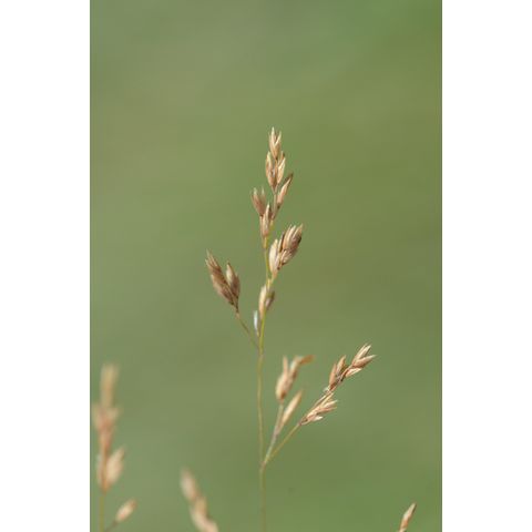 Poa palustris