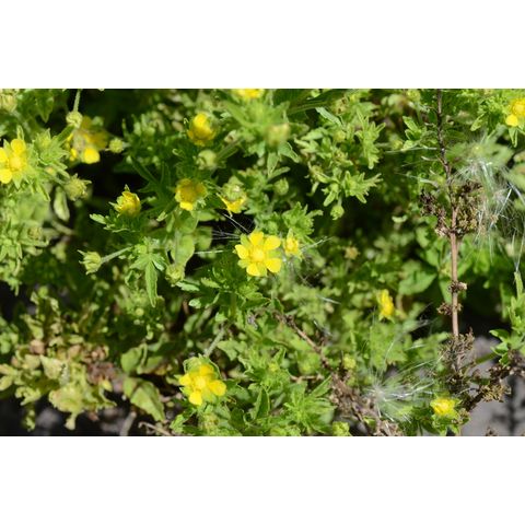 Potentilla paradoxa