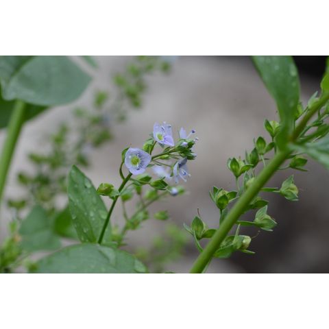 Veronica anagallis-aquatica