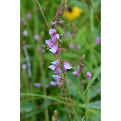 Desmodium illinoense