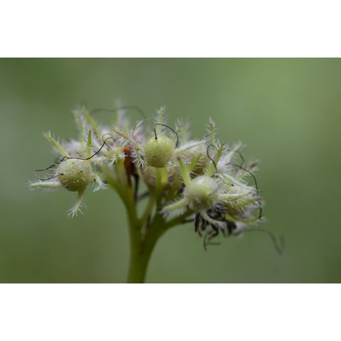 Hydrophyllum virginianum