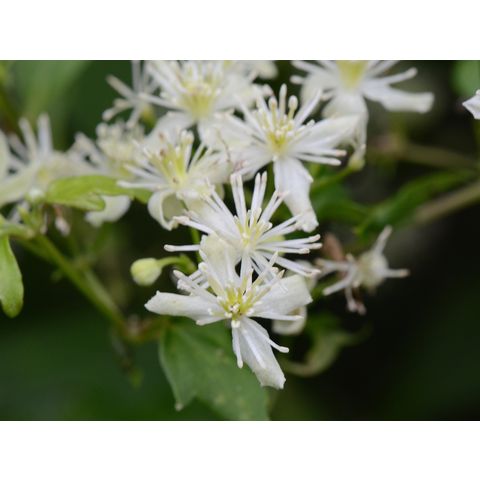 Clematis virginiana