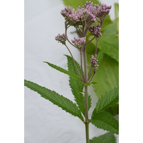 Eutrochium maculatum