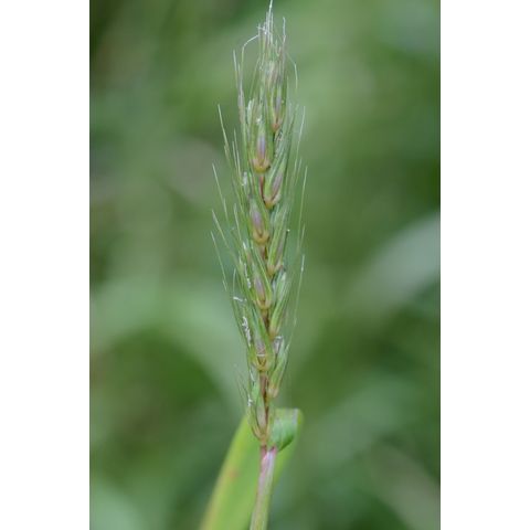 Elymus repens