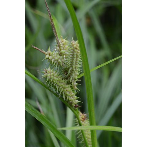 Carex retrorsa