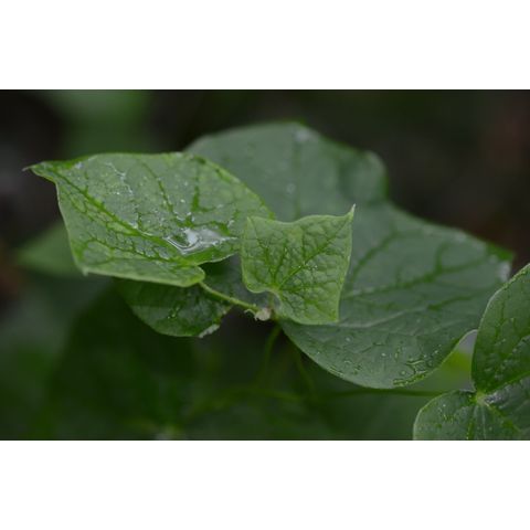 Menispermum canadense