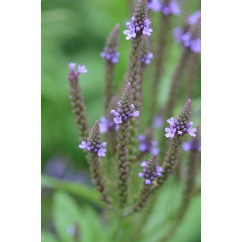 Verbena hastata