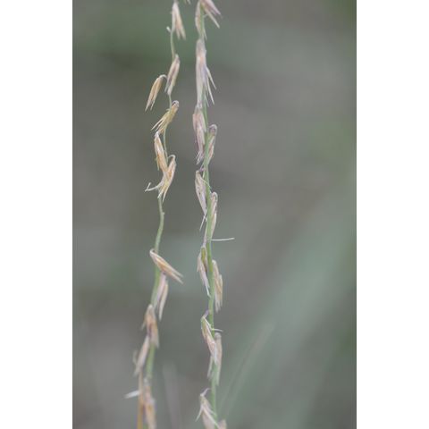 Bouteloua curtipendula