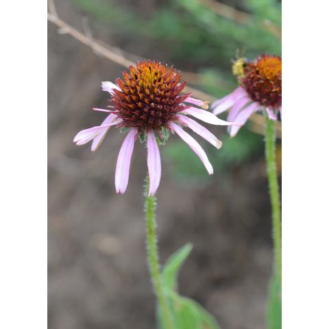 Echinacea angustifolia
