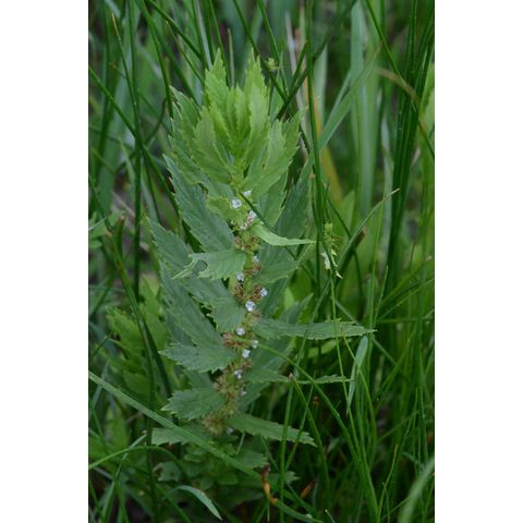 Lycopus asper