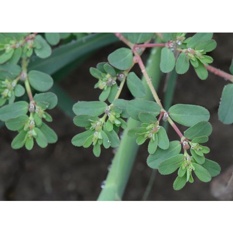 Chamaesyce serpyllifolia