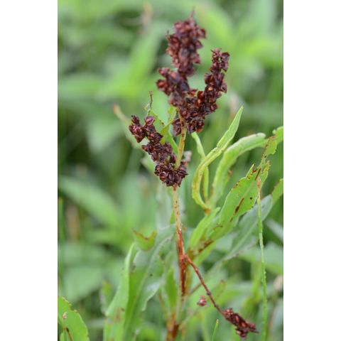 Rumex salicifolius