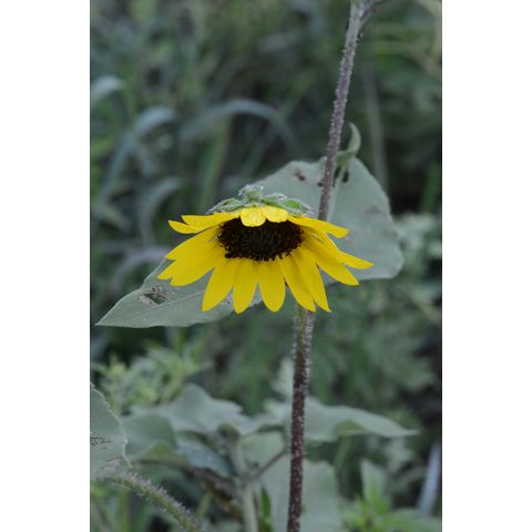 Helianthus annuus