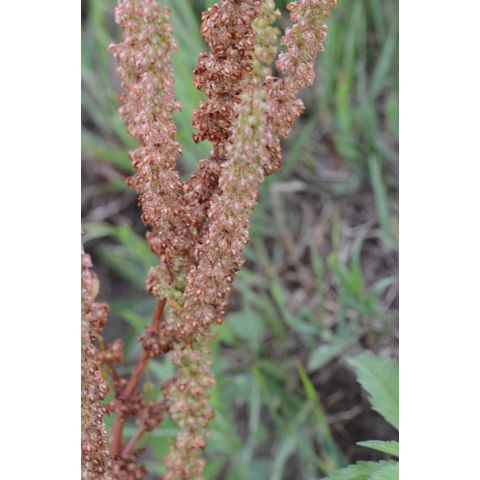 Rumex stenophyllus