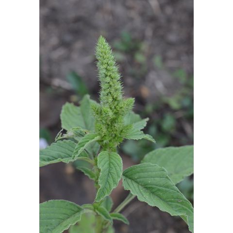Amaranthus retroflexus