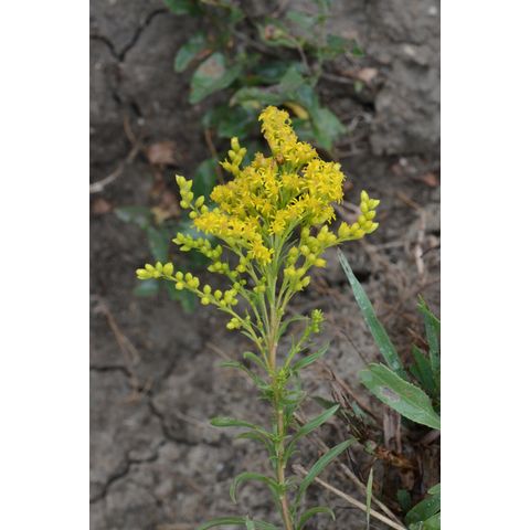 Solidago missouriensis