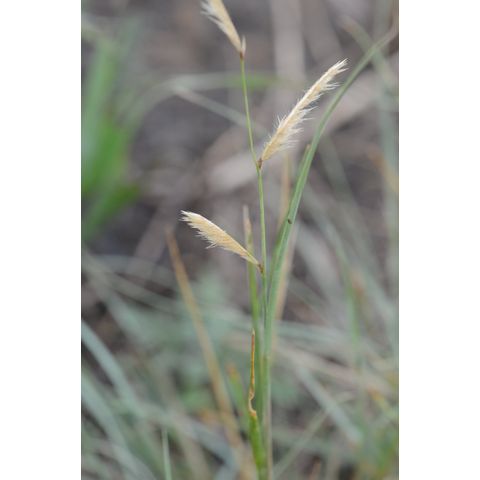 Bouteloua gracilis