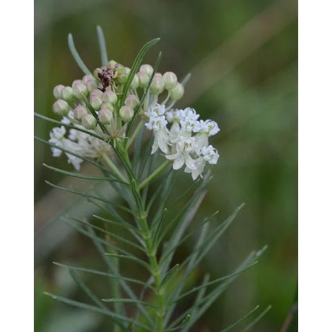 Asclepias verticillata