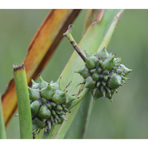 Sparganium eurycarpum